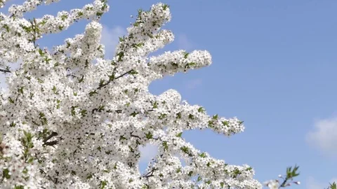 Apricot tree in spring blossom Stock Footage 74722891