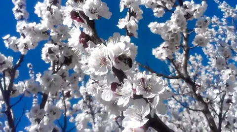 APRICOT TREE IN THE SPRING 動画素材 35661798