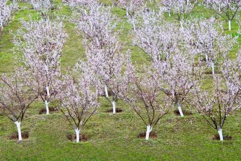 Apricot trees Stock Photos