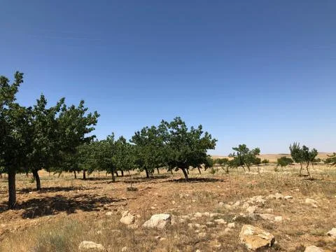 Apricot trees Foto stock