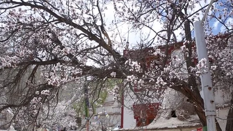Apricot trees with pink flowers in a sunny day Stock Footage 84720853