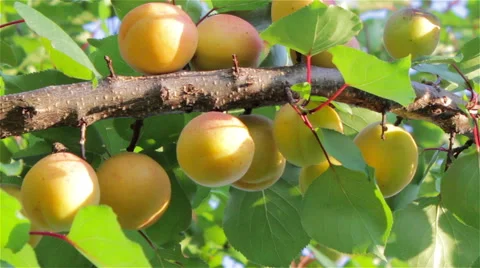 Apricot twig Stock Footage 52529496