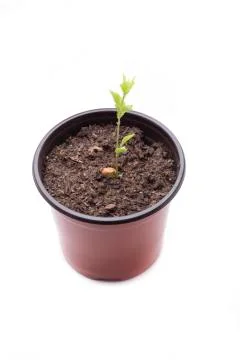 Apricot with two weeks Stock Photos