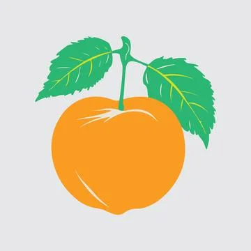 Apricot vector art design Ilustración de archivo