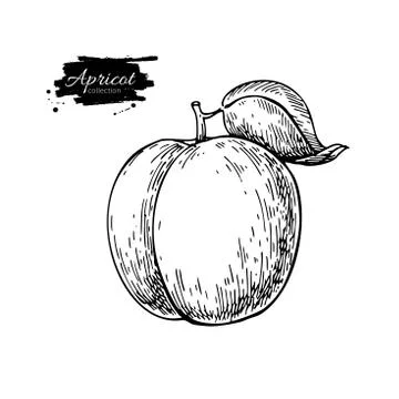 Apricot vector drawing. Hand drawn isolated fruit.  Summer food Stock Illustration