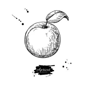 Apricot vector drawing. Hand drawn isolated fruit.  Summer food Stock Illustration
