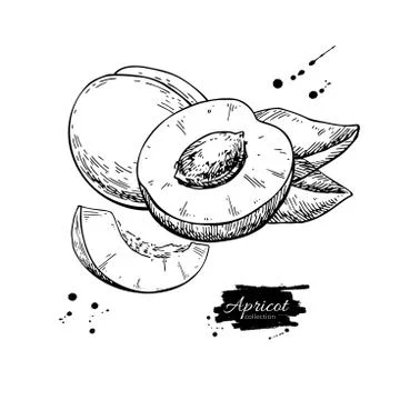 Apricot vector drawing. Hand drawn fruit and sliced pieces.  Sum Illustrazione stock