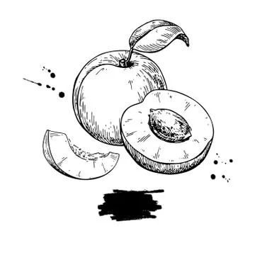 Apricot vector drawing. Hand drawn fruit and sliced pieces.  Sum Stock Illustration