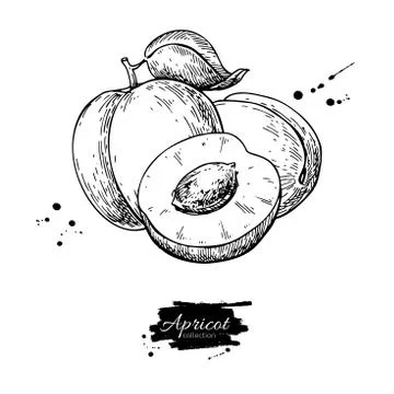 Apricot vector drawing. Hand drawn fruit and sliced pieces.  Sum Stock Illustration
