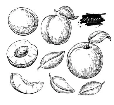 Apricot vector drawing. Hand drawn fruit and sliced pieces.  Sum Stock Illustration
