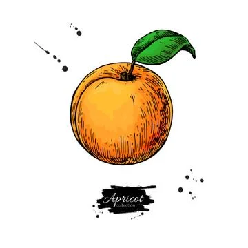 Apricot vector drawing. Hand drawn isolated fruit. Stock Illustration