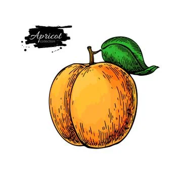 Apricot vector drawing. Hand drawn isolated fruit. Stock Illustration