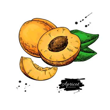 Apricot vector drawing. Hand drawn fruit and sliced pieces. Summer food Stock Illustration