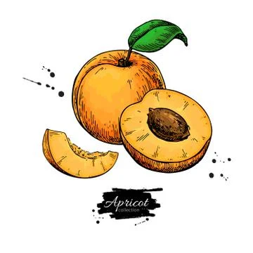 Apricot vector drawing. Hand drawn fruit and sliced pieces. Summer food Stock Illustration