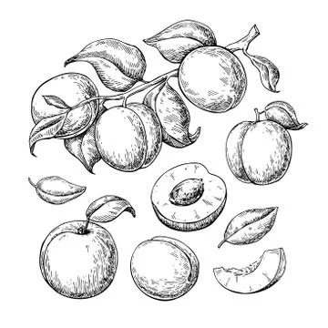 Apricot vector drawing set. Hand drawn fruit, branch and sliced Stock Illustration