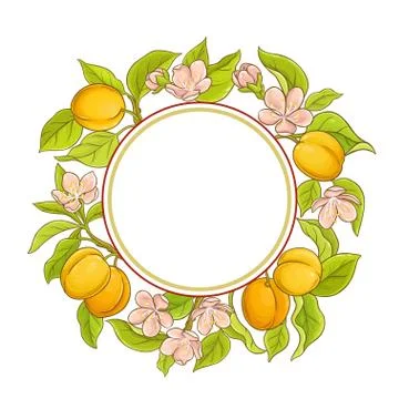 Apricot vector frame Stock Illustration