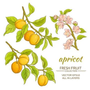 Apricot vector set Stock Illustration