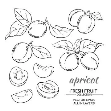 Apricot vector set Stock Illustration