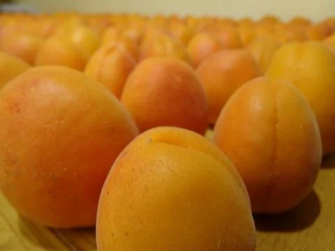 Apricots arranged in rows with shallow depth of field — natural food photo 스톡 사진
