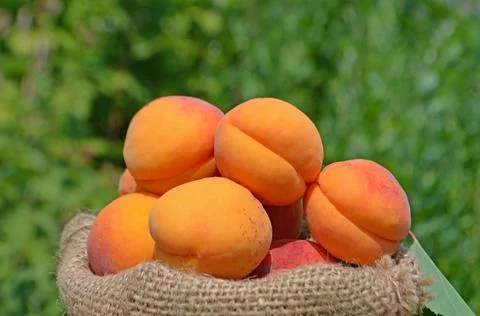 Apricots in bag Фото