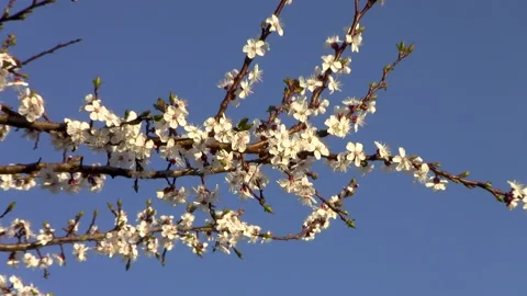 Apricots bloom Stock Footage 172185334