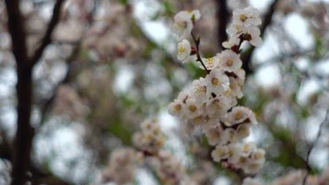 Apricots in Bloom Spring background Beautiful nature scene Stock Photos