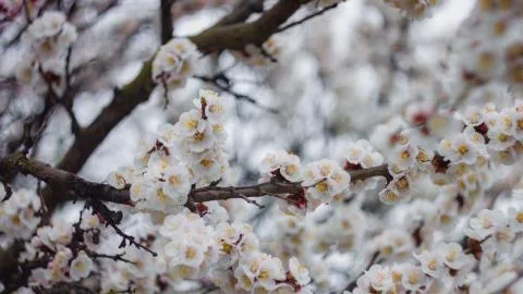 Apricots in Bloom Spring background Beautiful nature scene Stock Photos