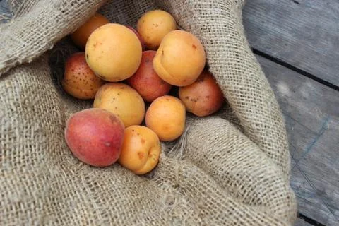 Apricots on the board Photos