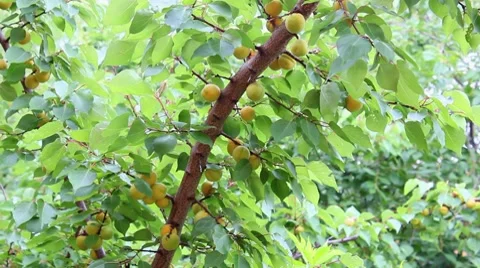 Apricots on the branch Stock-Footage 7731441