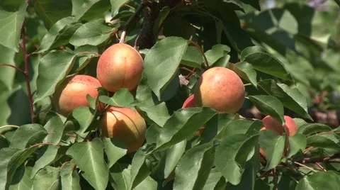 Apricots on branch Stock Footage 56495428