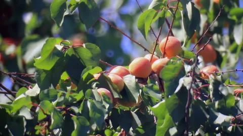 Apricots on branchlet Stock Footage 53232531
