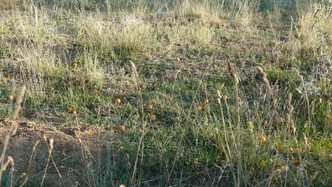 Apricots falling down from the tree,ripe apricots, 動画素材 113887100