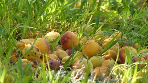 Apricots Falling into the Grass 1 Video stock 113961923