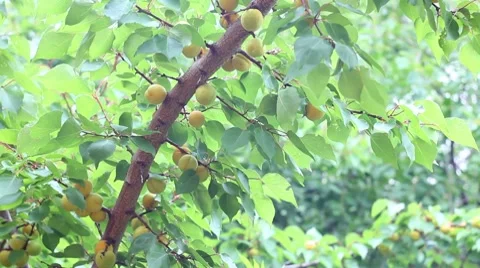 Apricots Stock-Footage 7731340