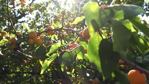 Apricots on fruit trees Stock Footage 77261270