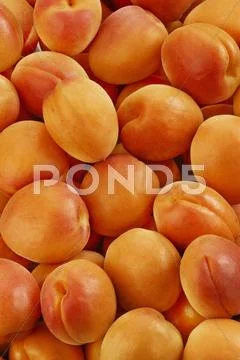 Apricots (Full Frame)