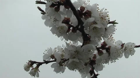 Apricots in the garden in spring Stock Footage 4395375