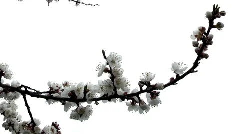 Apricots in the garden in spring Stock Footage 4396816