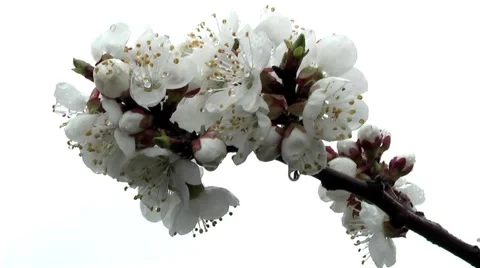Apricots in the garden in spring Stock Footage 4397730