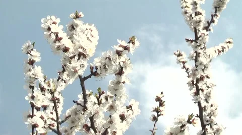 Apricots in the garden in spring Stock Footage 5031083