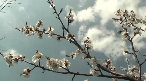 Apricots in the garden in spring Stock Footage 5087406