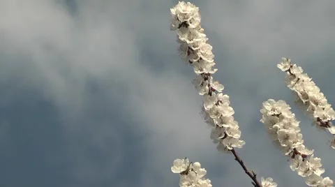 Apricots in the garden in spring 库存影片 5087566