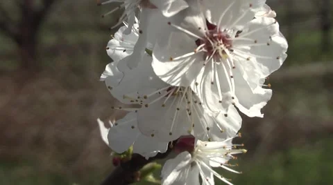 Apricots in the garden in spring Stock Footage 5087635