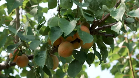 Apricots growing on a branch. Wind flutters the leaves on apricot tree. Stock Footage 159300523