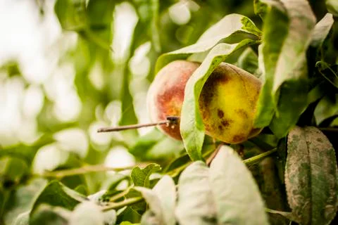 Apricots growing on a tree Stock Photos