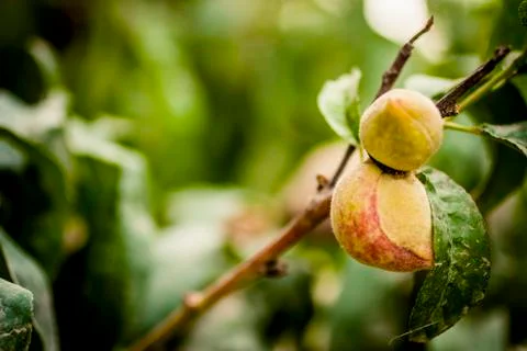Apricots growing on a tree Stock Photos