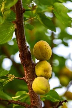 Apricots growing on a tree Stock Photos