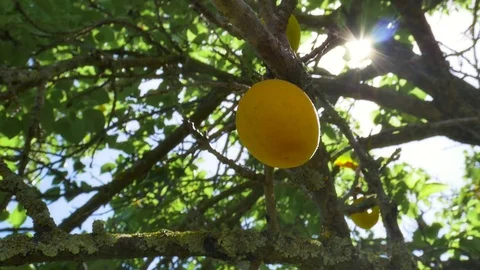 Apricots hanging from tree on a Sunny Day Stock Footage 77679155