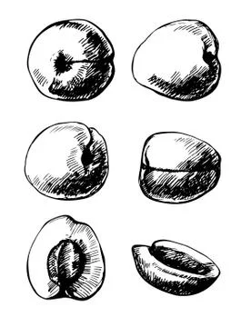 Apricots Stock Illustration