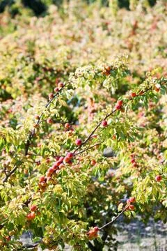 Apricots in orchard Foto stock